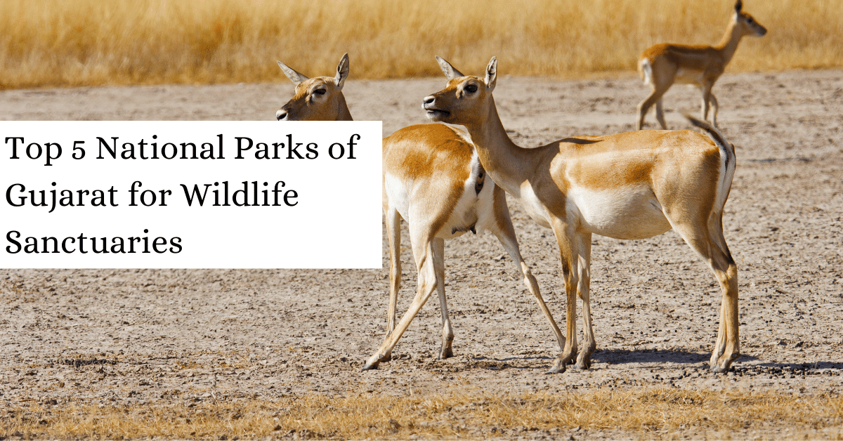 Top 5 National Parks of Gujarat for Wildlife Sanctuaries
